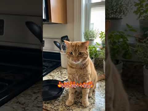 “팬케이크가 천장 찍고 고양이 맞춤ㅋㅋ”
