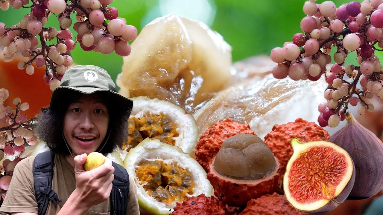 ผลไม้ป่ารสเลิศ Ep 18  เก็บผลไม้ในป่าดิบเขามากิน ..[ โจโฉ ]