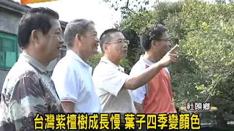 20131101 台湾紫檀树成长慢 叶子四季变颜色 - 天天要闻