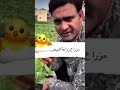 Short مزراع زراعة البيض Short مزراع زراعة البيض