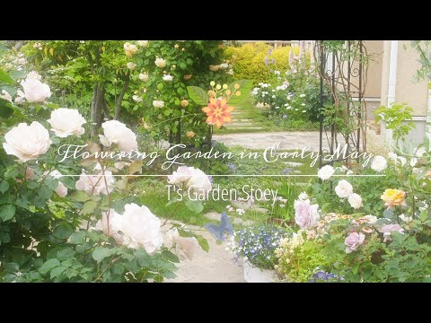 Video: Lobelia Monivuotinen