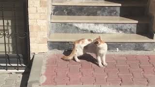 Saner Yapımdan Siz Sanatseverlere Özel Bir Paylaşım Kelebek Kovalayan Kedi̇