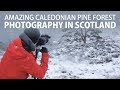 Amazing caledonian pine forest  photography in scotland
