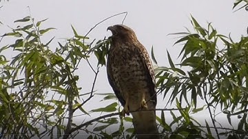 Red-shouldered Hawk Sounds, Calling & Screaming, Coto de Caza
