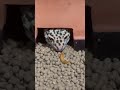 ミルワームを食べるレオパ #shorts