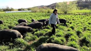 WEBSERIE METIERS AGRICOLES #3 Eleveuse du porc noir de Bigorre, dans les Hautes-Pyrénée