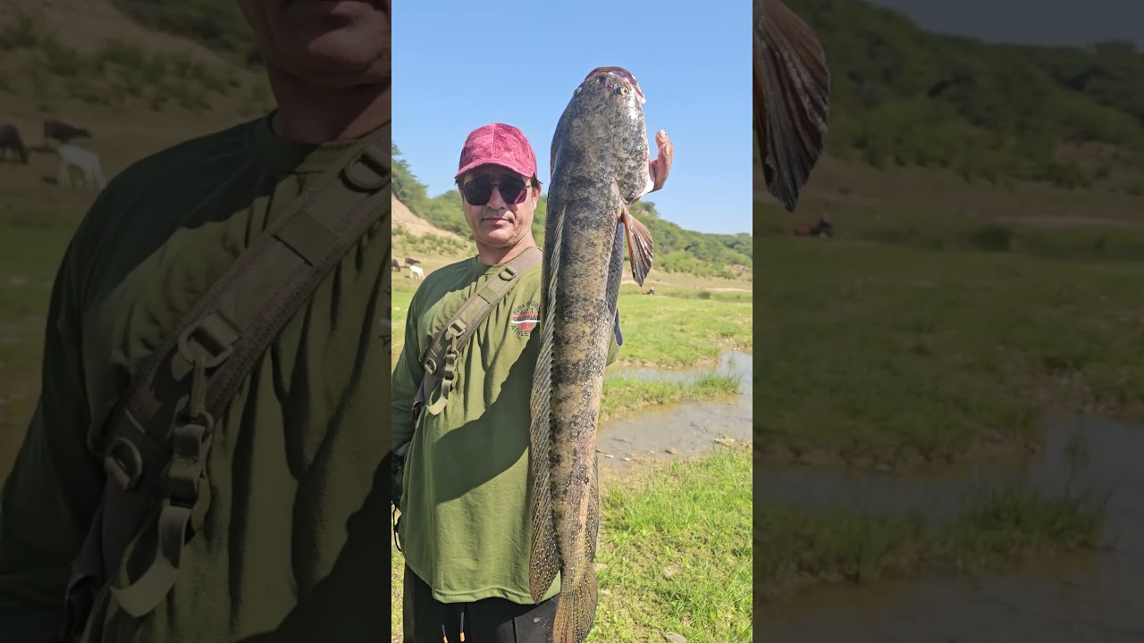 Beautiful snakehead fish 