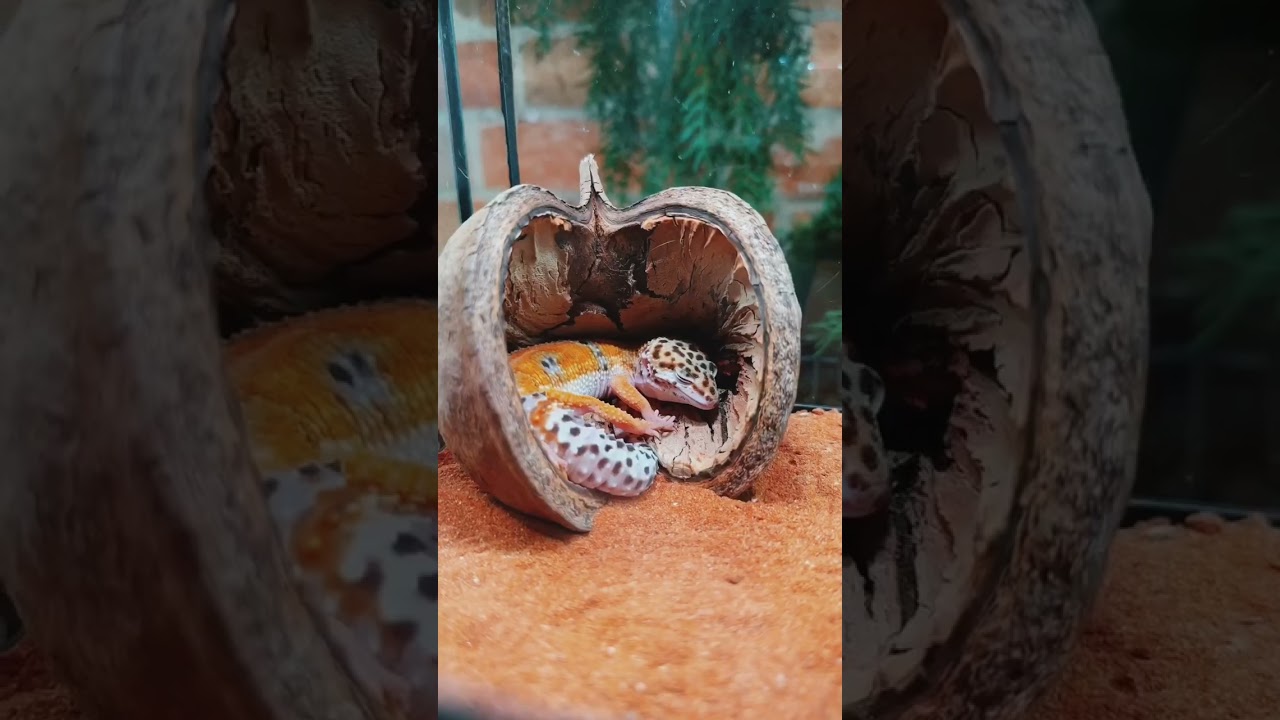 Новый ролик уже доступен на канале! #животные#рептилии #шок#треш#эублефар#питомец#зоомагазин#авито