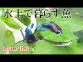 水上で暮らすようになった魚【ベタ】生後3年5か月