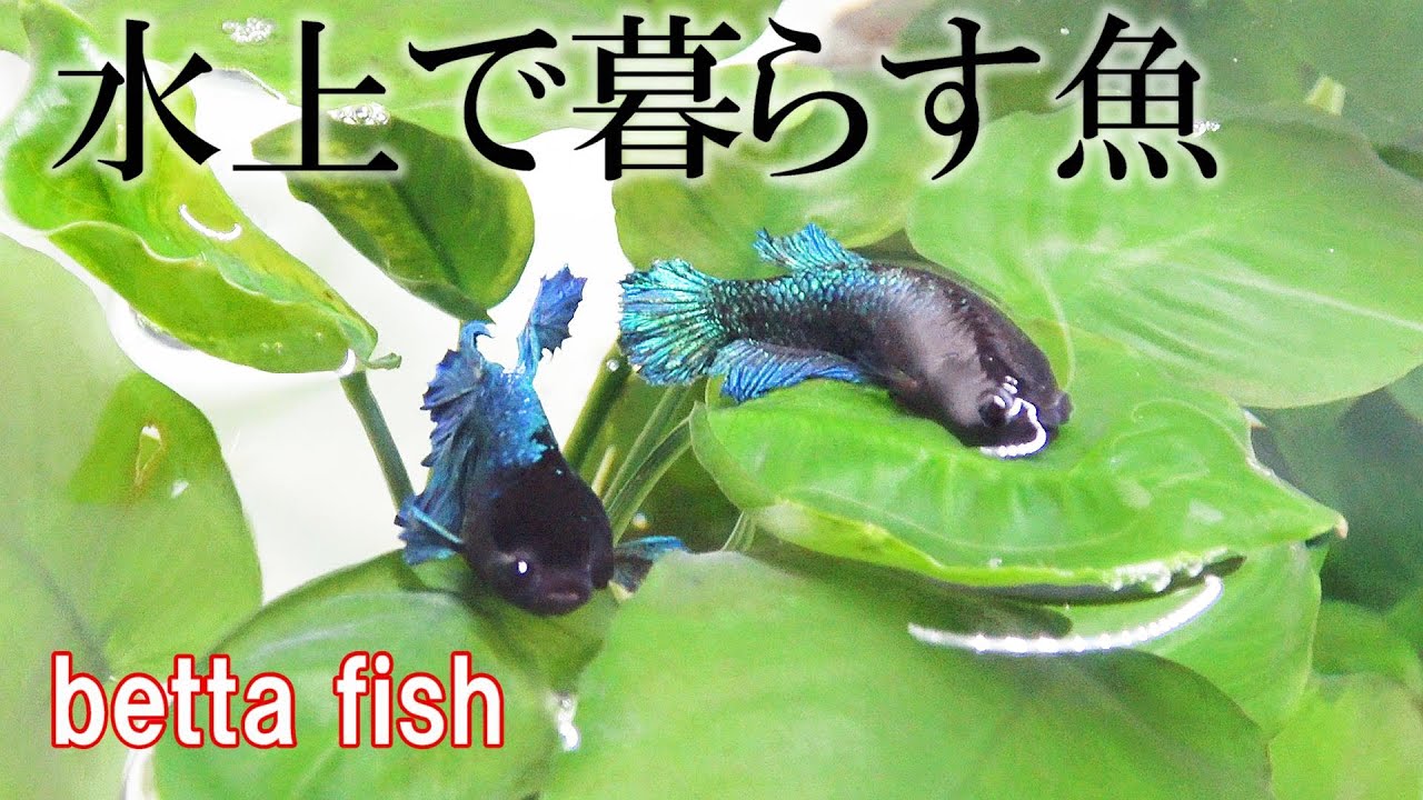 水上で暮らすようになった魚 ベタ 生後3年5か月 Youtube