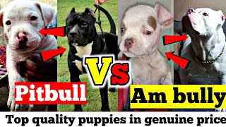 Black And White American Pitbull Puppy & American Bully For Sale Low Pocket Size Full Heavy