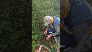 Kanlıca Miselyumu 20 Yıl Yaşayabilir. Resimi