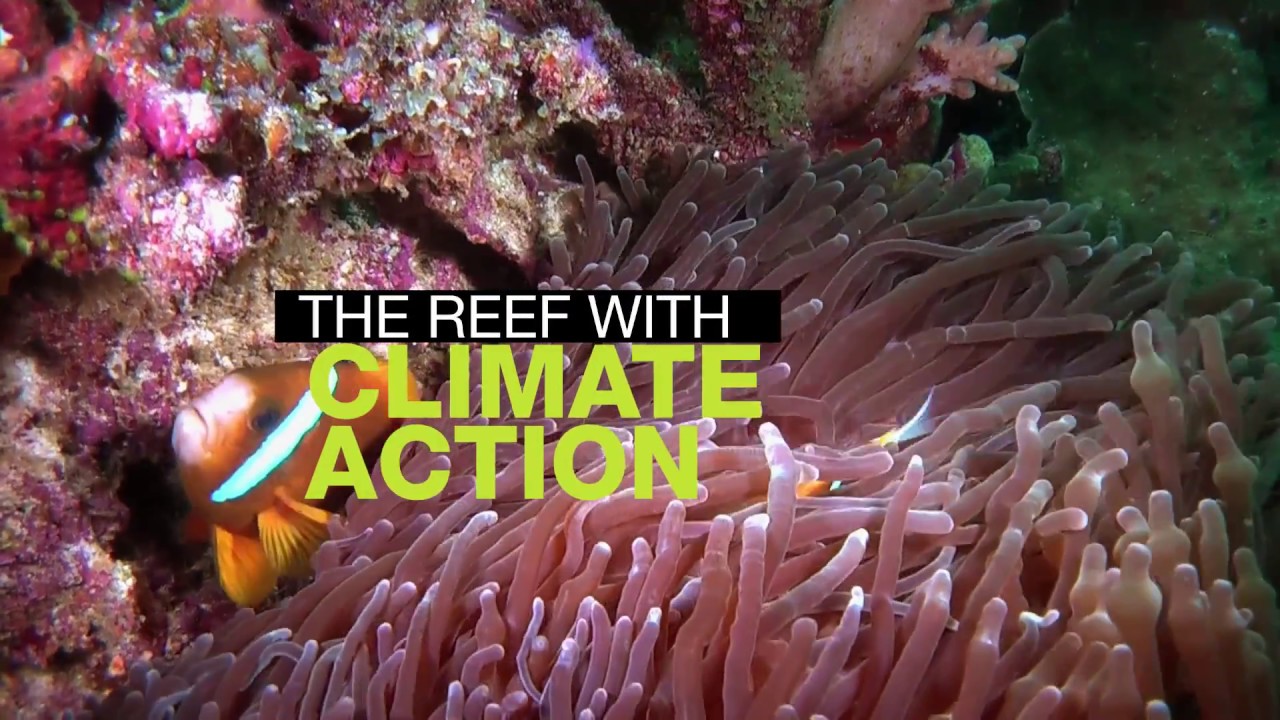 The Great Barrier Reef without climate action - YouTube