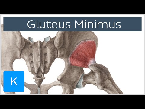 ग्लूटस मिनिमस स्नायु - मूल और कार्य - मानव शरीर रचना | केनहुब