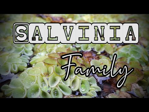 Video: Salvinia - Dương Xỉ Nổi