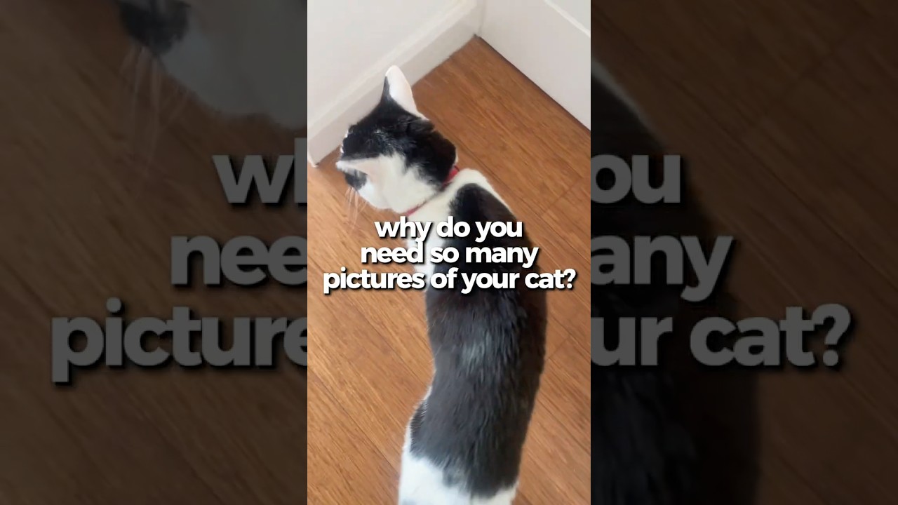 Why do you need so many pictures of your cat? 👀