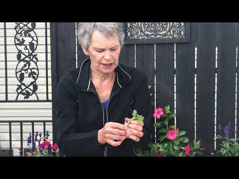 Video: Reproduction Of Pelargonium In Autumn By Cuttings