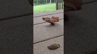 That's one COOL Moth!!!