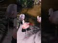 Fancy footwork! This flamingo does an arabesque! 🦩 👀#flamingo #scubalove #funnyanimals #shorts