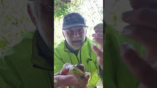 horse chestnut unboxing video #unboxing #horsechestnut #nature #trees