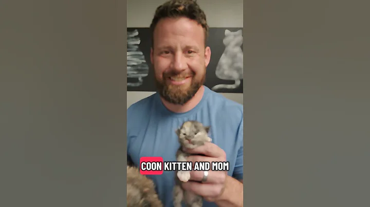 Video 11027081: mainecoon cat kitten cute, mainecoon cat kitten funny, cute mainecoon cat adorable, maine coon kitten, maine coon mom