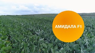 АМИДАЛА F1 | Овощная усадьба