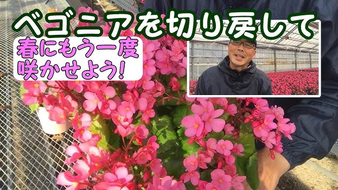 花郷園育て方シリーズ第2回ベゴニアの育て方 切り戻し Youtube 花郷園育て方シリーズ第2回ベゴニアの育て方 切り戻し Youtube