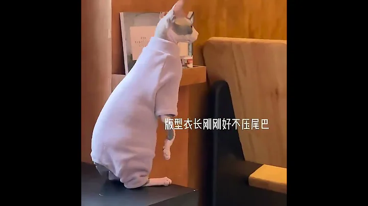 Video 4862141: sphynx cat sphinx, sphynxcat sphinx