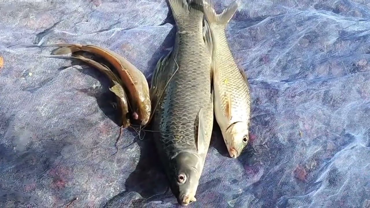 how to kanushi fishing