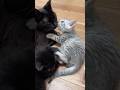 優しい猫家族の何気ない優しい時間🍀*゜（きりんはひとりで爆睡中・・・😹) #保護猫 #子猫 #猫のいる暮らし #ねこ #癒し