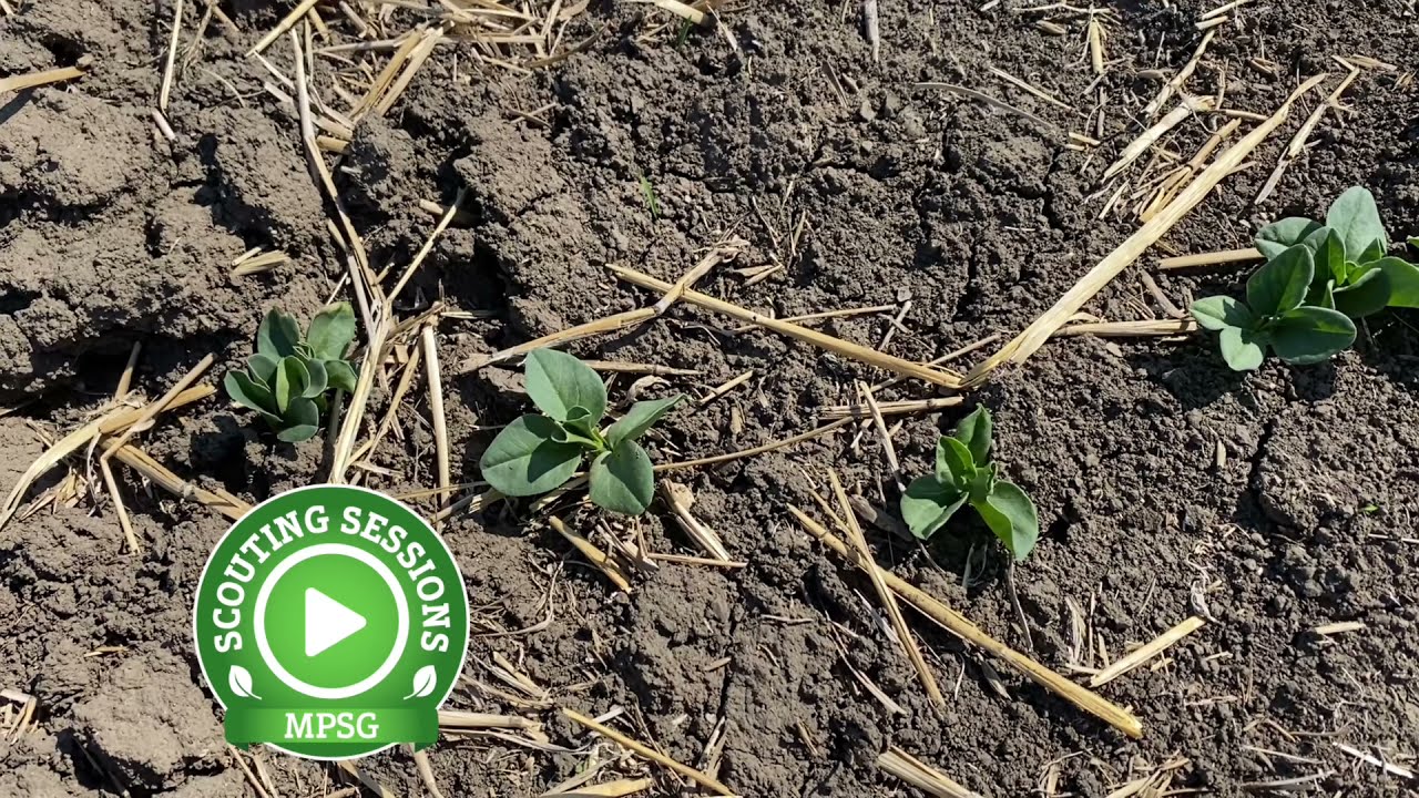 Scouting Sessions: Staging Faba Beans