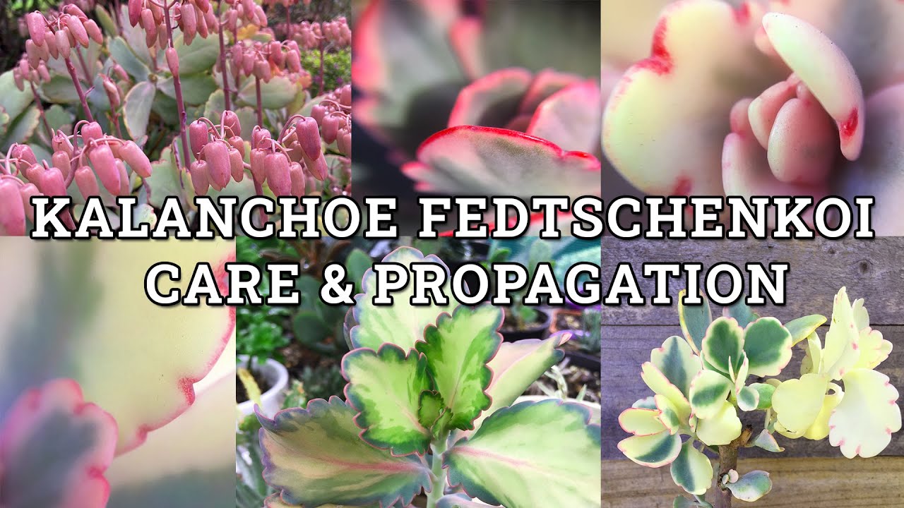 kalanchoe-fedtschenkoi-variegata-lavender-scallops-care