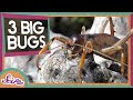 Meet 3 Giant Insects!