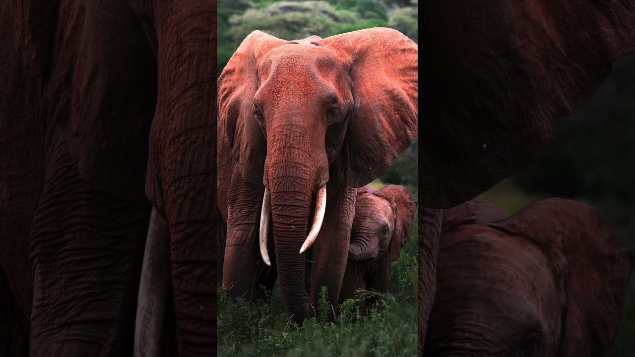 Red Elephants EXIST?! 😱🔴🐘
