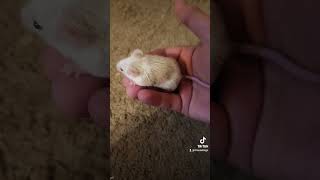 I spotted one of my new fancy mice, Lisa, with a plug! #pregnant #fancymice #fancymouse #mice