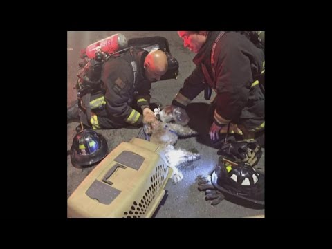 Videó: Pet Scoop: Tűzoltók Revive Dog Található Blaze-ban, Megjelent Tiger Cinderella Cubs