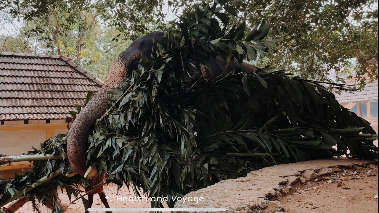 🥰🥰 Guruvayor Elephants 