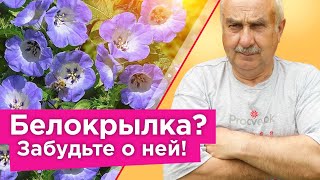 БЕЛОКРЫЛКА БОИТСЯ ЭТОГО РАСТЕНИЯ КАК ОГНЯ! Что посадить, чтобы белокрылка облетала огород стороной?