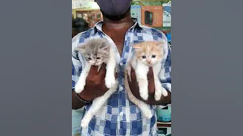 Watch the video about Persian kittens available for sale 9959513705