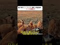 逃げ場なし!ライオン群れの包囲網! ワニの運命は? #包囲網 #自然界の掟 #動物の闘い #命のドラマ #野生動物