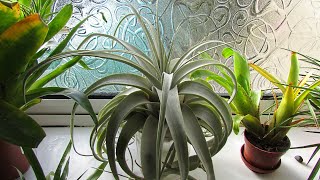 How to Care for Air Plants - Tillandsia xerographica