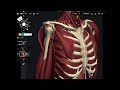 Anatomy of accessory inhalation muscles