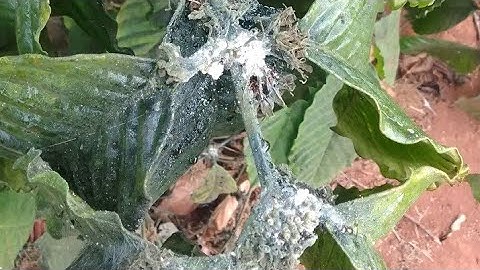 Cách diệt rầy rệp sáp trên cây cà phê mà không cần dùng thuốc ( tập 3 )