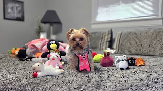 Silly Morning With Bossy Rylie Miss Piggy Only