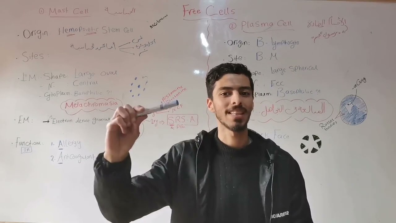 Histology MSK Connective Tissue 3