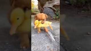 Friendship/ puppies and duckling. A beautiful moment #3124 - #shorts