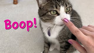 Boop All My Pets! by Rebecca's Pet Care 277 views 3 years ago 1 minute, 28 seconds