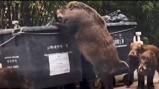 Gigantic wild boar dubbed 'Pigzilla' seen rummaging through dumpster