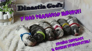 картинка: Мы родились! Щенкам уже почти месяц! Первые процедуры пройдены! Первый прикорм!