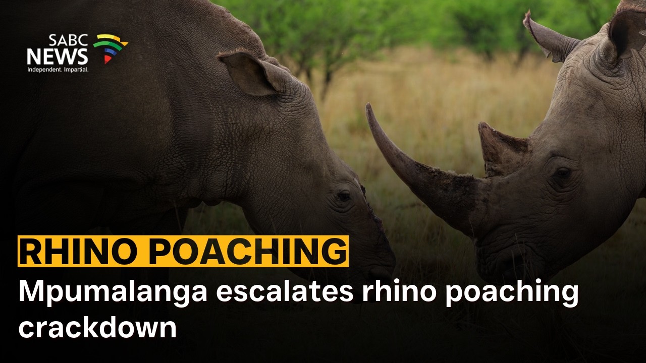 Mpumalanga escalates rhino poaching crackdown